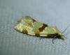 Aethes cnicana